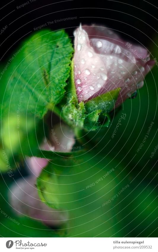 Refreshment? Summer Environment Nature Plant Drops of water Bad weather Rain Flower Leaf Blossom Fresh Wet Natural Wild Green Pink Blur Colour photo