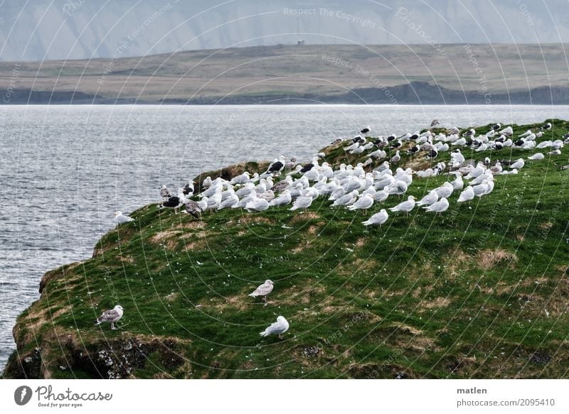 we always want to stand together Spring Weather Gale Grass Meadow Rock Coast Ocean Wild animal Bird Group of animals Flock Stand Seagull aligned Wind direction