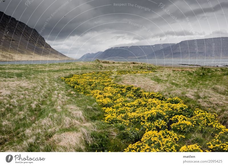 Marsh marigold trail 2 Nature Landscape Plant Air Water Sky Clouds Horizon Spring Bad weather Wind Grass Wild plant Meadow Rock Mountain Coast Bay Fjord Brook