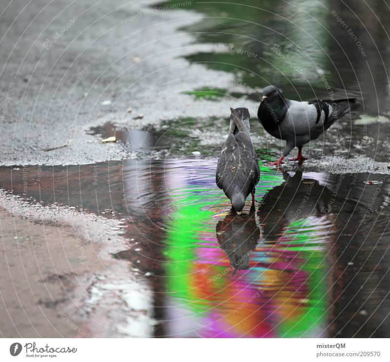 Times. Animal Pigeon Bird Puddle Wet Nuisance Pair of animals Foraging Photos of everyday life Reflection Nutrition Contrast Colour photo Multicoloured