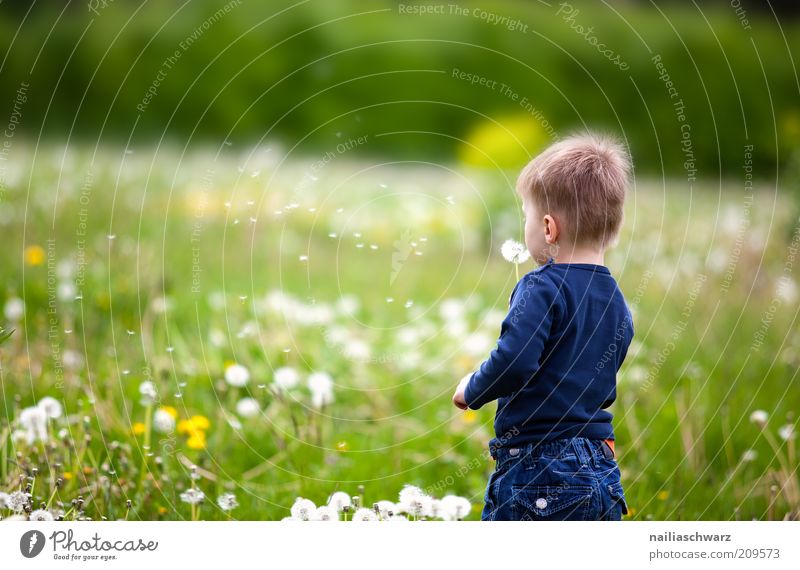 dandelion puffs Joy Happy Playing Human being Masculine Child Toddler 1 1 - 3 years Nature Plant Flower Grass Dandelion Meadow Esthetic Friendliness Happiness
