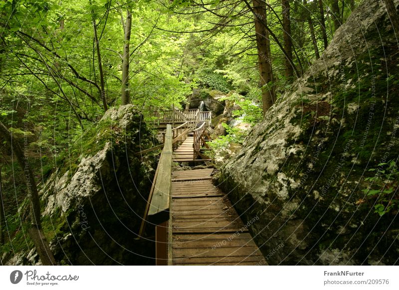 Stairway to Green Hell Leisure and hobbies Vacation & Travel Tourism Trip Summer Summer vacation Mountain Hiking Environment Nature Landscape Plant Elements