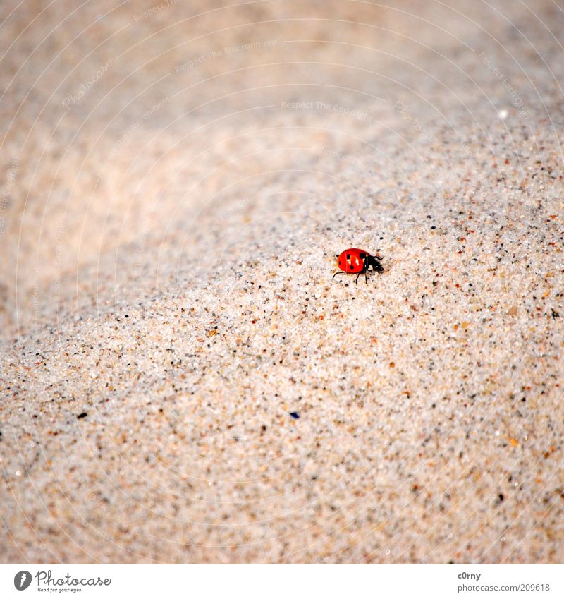 hard knock life Nature Sand Ladybird 1 Animal Crawl Colour photo Subdued colour Close-up Deserted Grain of sand Copy Space Movement Small Beach Blur