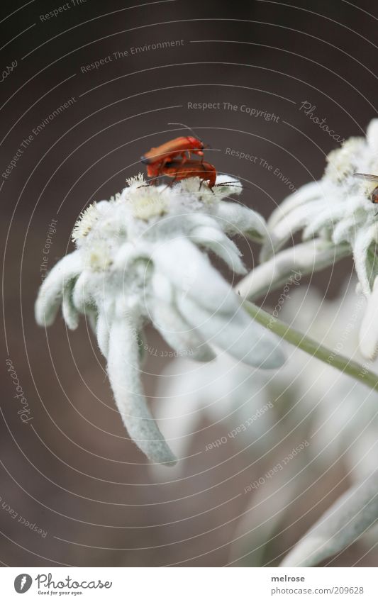 ... caught ... Nature Plant Summer Wild plant Animal Beetle 2 Pair of animals Touch Blossoming Crawl Brown White Love of animals Colour photo Exterior shot