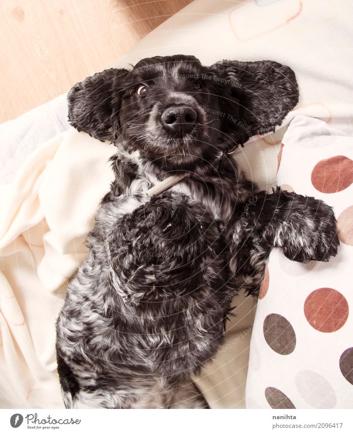 Lovely and funny cocker spaniel dog House (Residential Structure) Sofa Bed Bedroom Pillow Black-haired White-haired Animal Pet Dog Animal face 1 Observe Lie