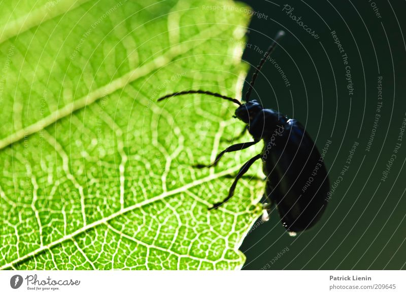 Don't fall down, kid. Environment Nature Plant Animal Summer Leaf Foliage plant Wild plant Wild animal Beetle 1 Feeler Green Dark Crawl Bright Rachis Beautiful