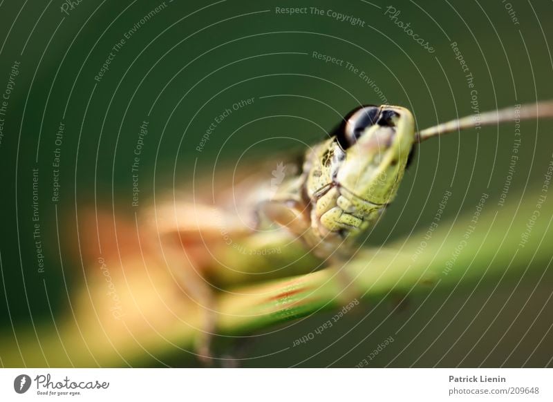 grasshopper Environment Nature Animal Summer Wild animal Animal face 1 Observe Movement Discover Crawl Looking Authentic Exotic Large Locust Colour photo