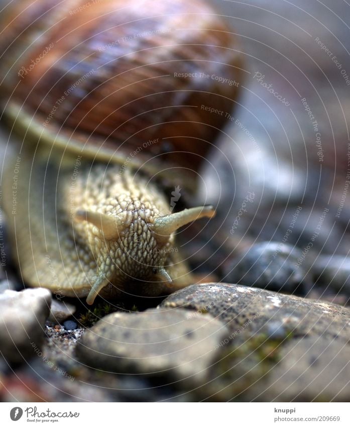 I'm moving! Calm Trip Summer Environment Nature Animal Sunlight Snail Animal face 1 Stone Brown Gray Vineyard snail Slowly Slimy Snail shell Colour photo