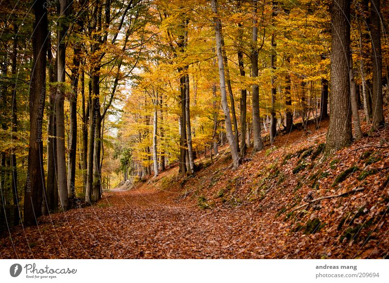gold Environment Nature Autumn Beautiful weather Tree Leaf Forest Lanes & trails Gold Hope Longing Expectation Dream Colour photo Autumn leaves Autumnal colours