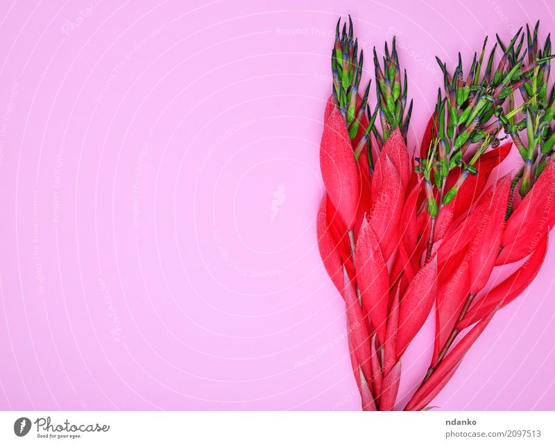 red flower of Billbergia Beautiful Valentine's Day Easter Wedding Birthday Plant Spring Flower Blossom Bouquet Blossoming Fresh Bright Pink Red blooming Floral