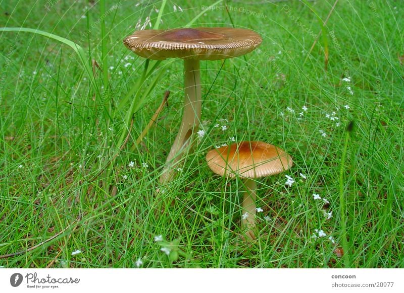 forest dwellers Grass Meadow Green Collection Mushroom Macro (Extreme close-up)