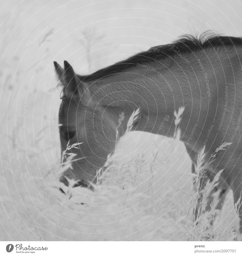 little horse Environment Nature Landscape Plant Animal Summer Beautiful weather Grass Bushes Meadow Field Horse 1 Gray Black White Foal Infrared