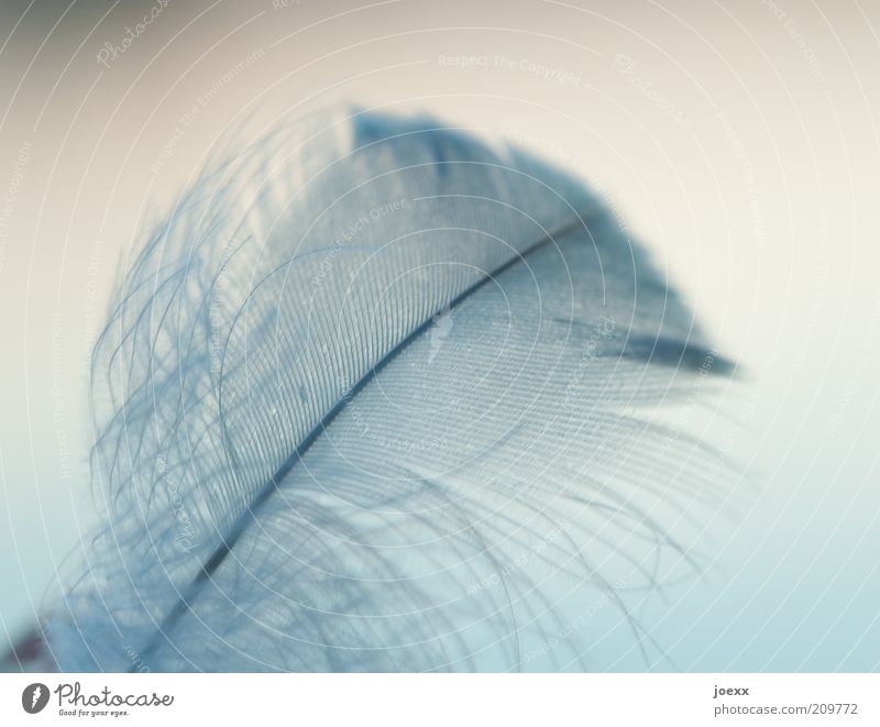 hair loss Thin Ease Feather Easy Delicate Fine Hover Colour photo Subdued colour Macro (Extreme close-up) Shallow depth of field Deserted Neutral Background Day