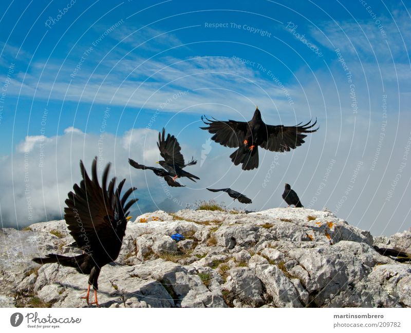 Dolen at the summit Animal Wild animal Bird stupid Group of animals Rock Peak Stone Blue Gray Green Black Wing Landing Departure Outstretched Colour photo