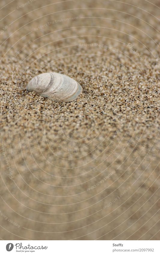just there - shell in the sand Mussel Sand Sandy beach Mussel shell Beach Maritime Grains of sand North Sea Mussel sand-coloured Summer in the north Sea mussel