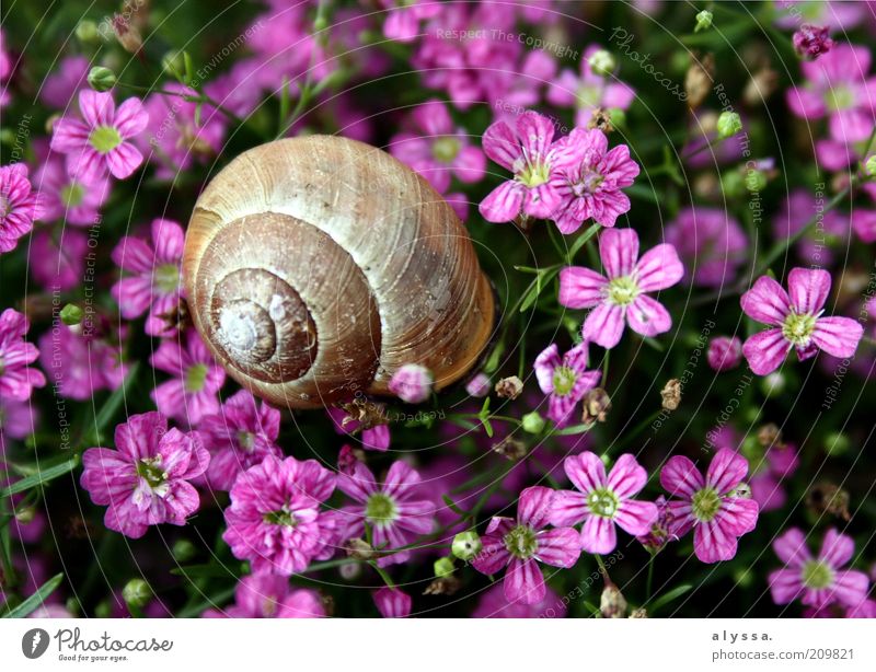 Snail in the flower field. Environment Nature Plant Animal Summer Flower Blossom 1 Brown Violet Pink Colour photo Exterior shot Deserted Snail shell Blossoming