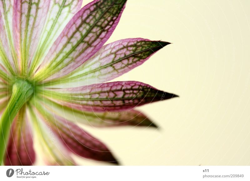 Even a back can delight... Nature Plant Summer Flower Blossom Esthetic Exceptional Bright Beautiful Point Green Violet Colour Stalk Blossom leave Star (Symbol)