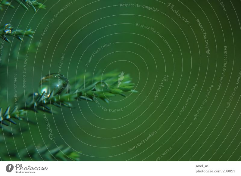 water drops Plant Water Drops of water Summer Rain Near Wet Natural Green Calm Pure Environment Growth Colour photo Exterior shot Macro (Extreme close-up)