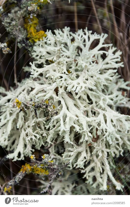 white and pure lichen Environment Nature Landscape Plant Climate Lichen Fresh Wet Natural Clean Wild Brown White Life Pure Survive Pattern Structures and shapes
