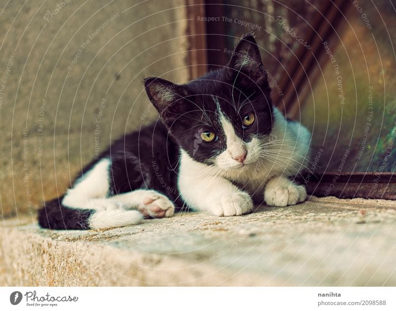 Beautiful alley kitty Animal Pet Cat Animal face 1 Baby animal Looking Free Friendliness Natural Town Yellow Black White Acceptance Trust Protection