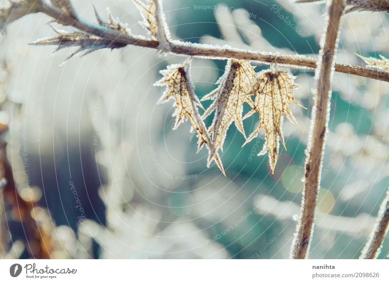 Frozen plants with a beautiful bokeh Environment Nature Plant Elements Sun Winter Climate Beautiful weather Ice Frost Snow Leaf Foliage plant Wild plant Meadow