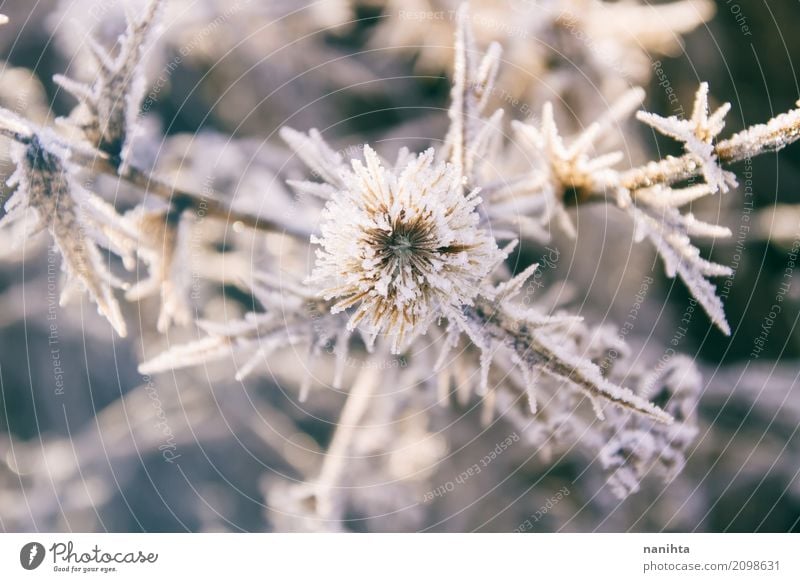 Beautiful icy plants Environment Nature Plant Sun Winter Climate Weather Bad weather Ice Frost Snow Foliage plant Wild plant Cold Natural Gray White Life Pure