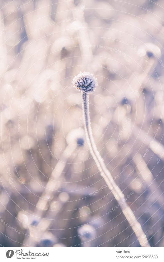 Beautiful frozen plants Environment Nature Plant Elements Sun Winter Climate Weather Ice Frost Snow Meadow Field Authentic Fresh Bright Cold Natural Violet