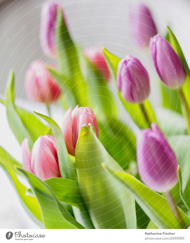 tulips Nature Spring Summer Plant Flower Tulip Blossoming Green Violet Pink Red White bouquet of flowers Colour photo Multicoloured Interior shot Close-up