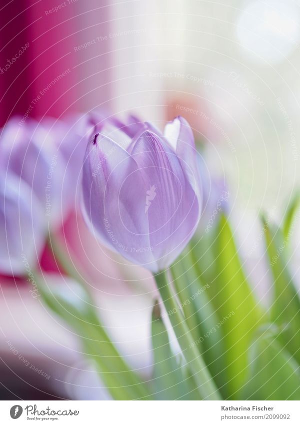 purple tulp I Nature Plant Flower Tulip Leaf Blossom Blossoming Blue Green Violet Pink White bouquet of tulips Flower power Colour photo Interior shot Close-up