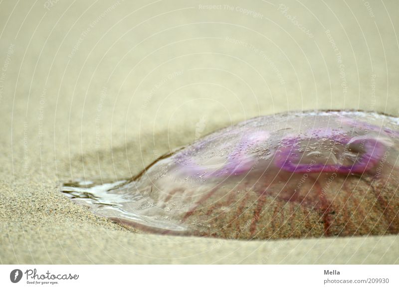 jelly fish Sand Coast Beach Animal Dead animal Jellyfish 1 Lie To dry up Disgust Near Natural Slimy Nature Death Survive Environment Transience Soft Mollusk