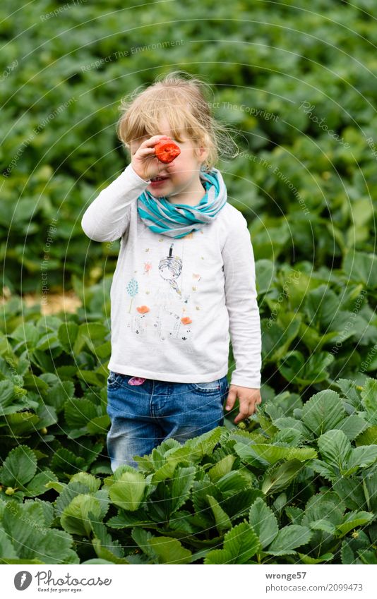 in strawberry field iii Human being Child Toddler Girl 1 3 - 8 years Infancy Plant Agricultural crop Strawberry Field Crops Large Sweet Blue Multicoloured Green