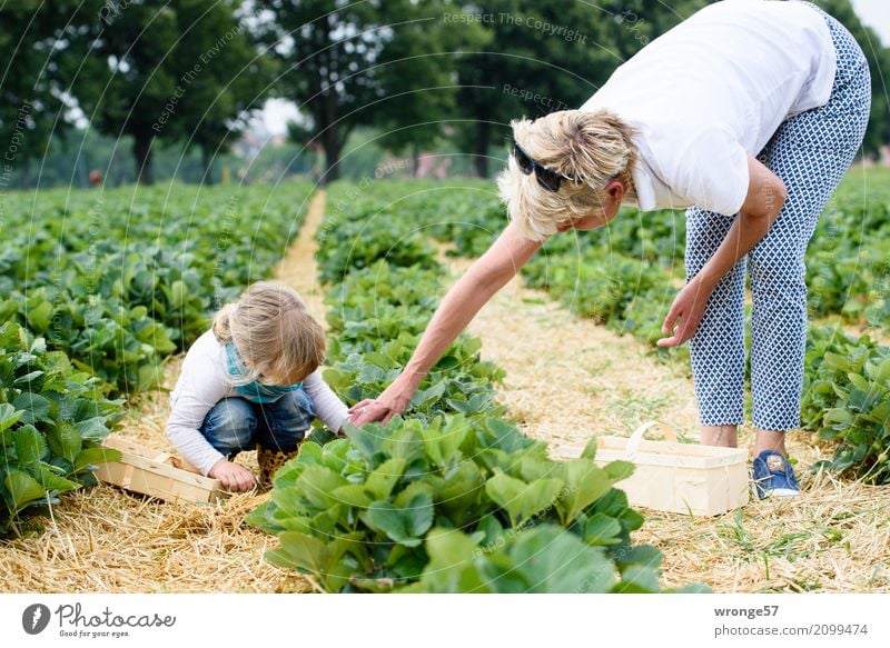 In the strawberry field Human being Child Toddler Girl Female senior Woman Grandmother 2 3 - 8 years Infancy 45 - 60 years Adults Natural Blue Green White