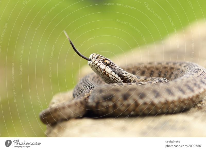 aggressive hungarian meadow viper Beautiful Youth (Young adults) Nature Animal Meadow Snake Wild Brown Fear Dangerous Colour European danger venomous poisonous