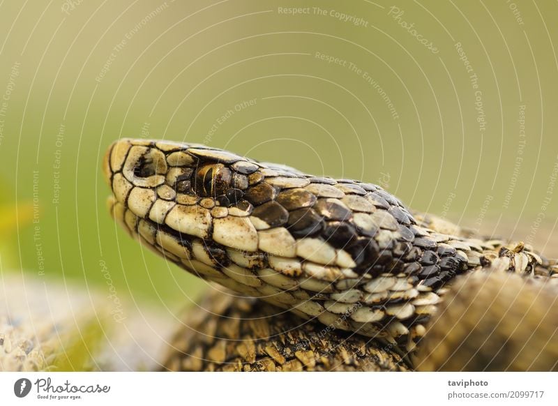 macro image of hungarian meadow viper head Beautiful Youth (Young adults) Nature Animal Meadow Snake Small Wild Brown Fear Dangerous Colour Romania scales adder