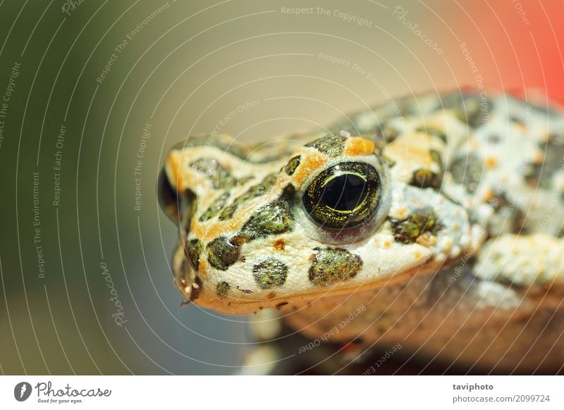 portrait of cute european green toad Beautiful Garden Nature Animal Small Wet Natural Cute Slimy Wild Brown Green European common Toad frog bufo bufotes viridis