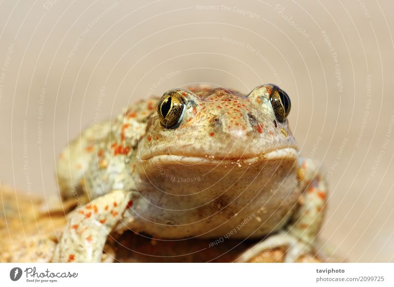 portrait of cute garlic toad Beautiful Face Animal Cute Slimy Wild Brown Colour frog Garlic Toad amphibian wildlife fuscus colorful common herpetology