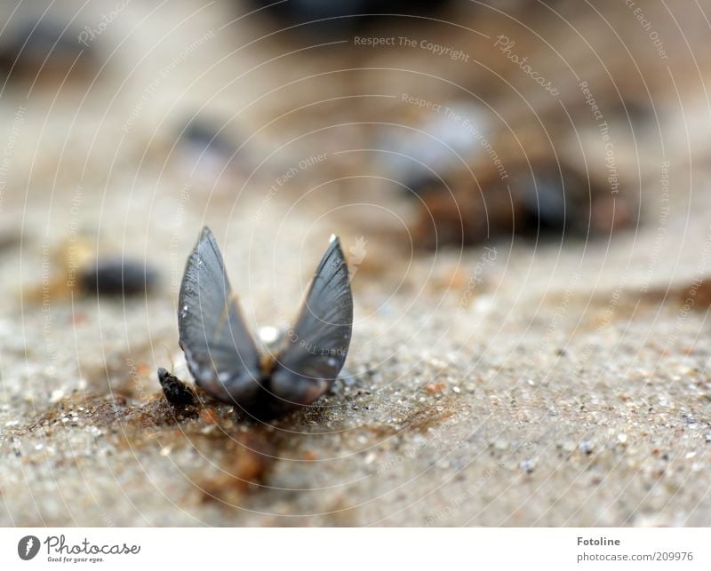 aground Environment Nature Elements Earth Summer Coast Beach Ocean Bright Wet Natural Mussel Mussel shell Opened Colour photo Subdued colour Exterior shot