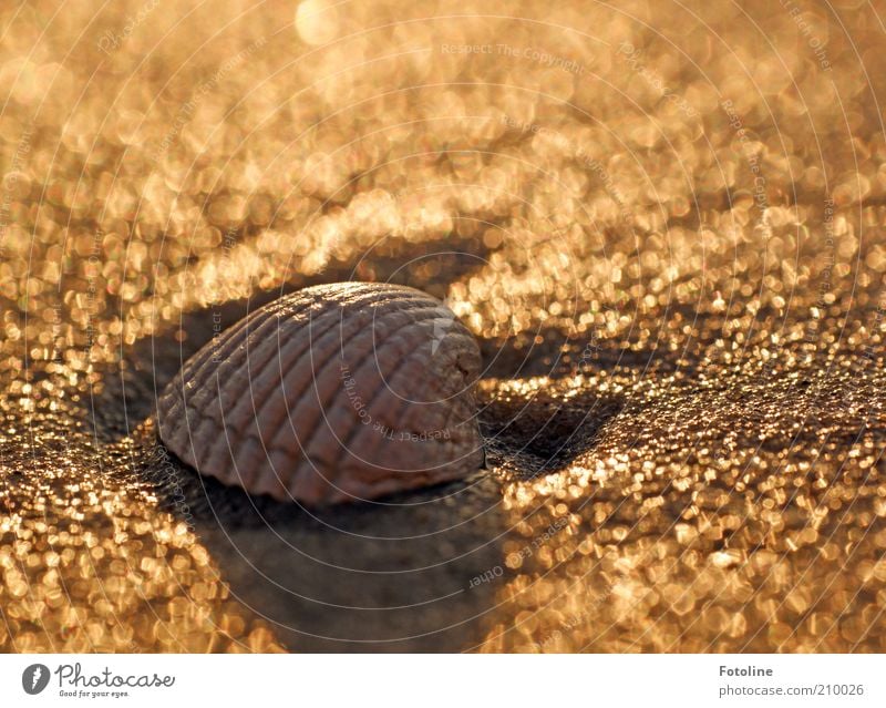 conch Environment Nature Animal Elements Earth Summer Coast Beach Baltic Sea Ocean Bright Wet Natural Brown Gold Mussel Mussel shell Cockle Colour photo