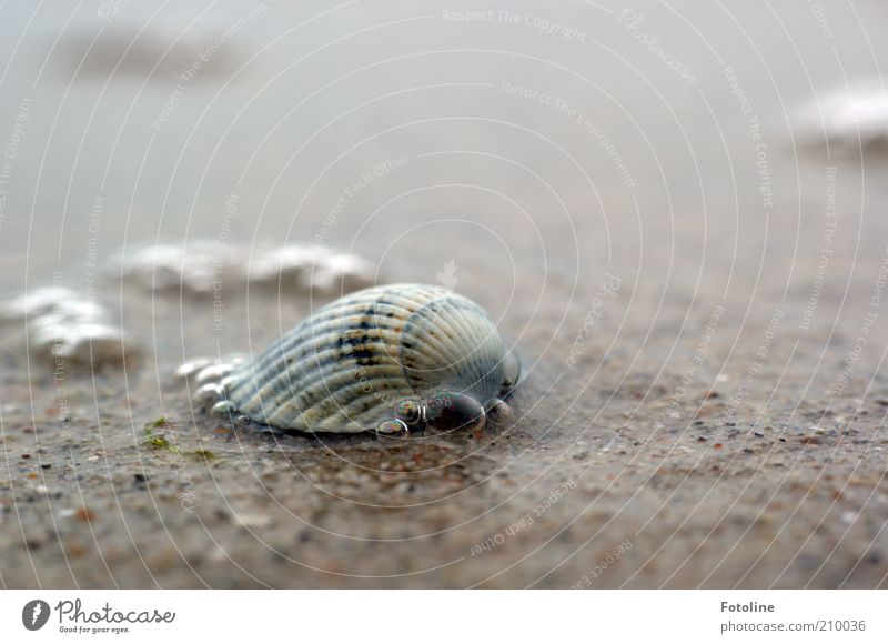 Another fart shell ;-) Environment Nature Elements Water Summer Beach Baltic Sea Ocean Near Wet Natural Mussel Mussel shell Cockle Water blister Colour photo