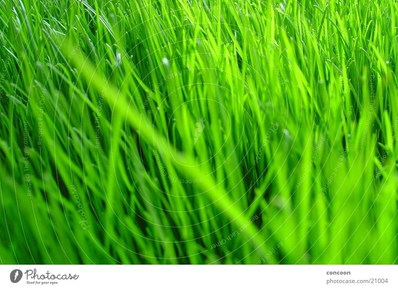 Natural Green Grass Unprocessed Plant Intensive Voluminous Spring Fresh Lawn Colour Macro (Extreme close-up) Clarity