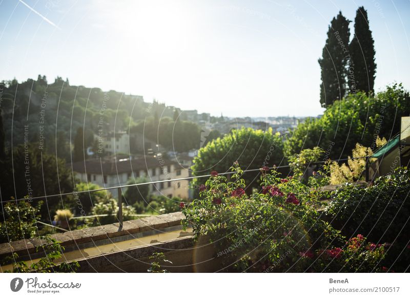 View over a rose garden in Florence Vacation & Travel Tourism Sightseeing City trip Garden Architecture Nature Landscape Plant Tree Bushes Rose Foliage plant