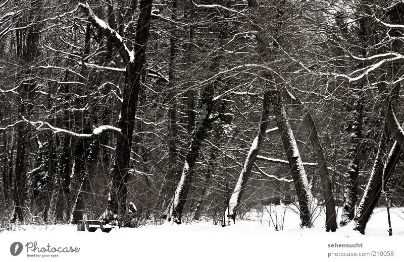 winter in the park Nature Landscape Plant Winter Weather Snow Tree Park Outskirts Deserted Trash container Black White Loneliness Stagnating Moody Colour photo
