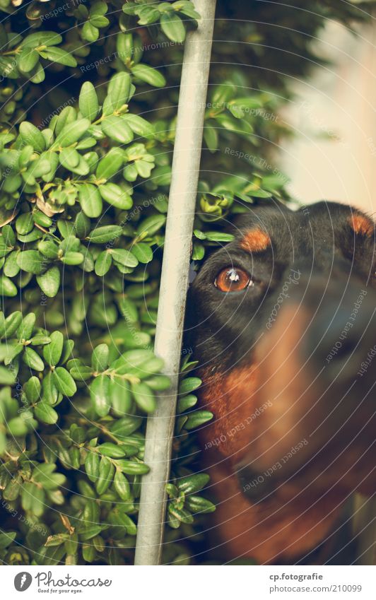 YOU'RE NOT COMING IN HERE. Nature Plant Bushes Foliage plant Animal Pet Dog 1 Rod Observe Wait Watchdog Colour photo Day Light Animal portrait Half-profile