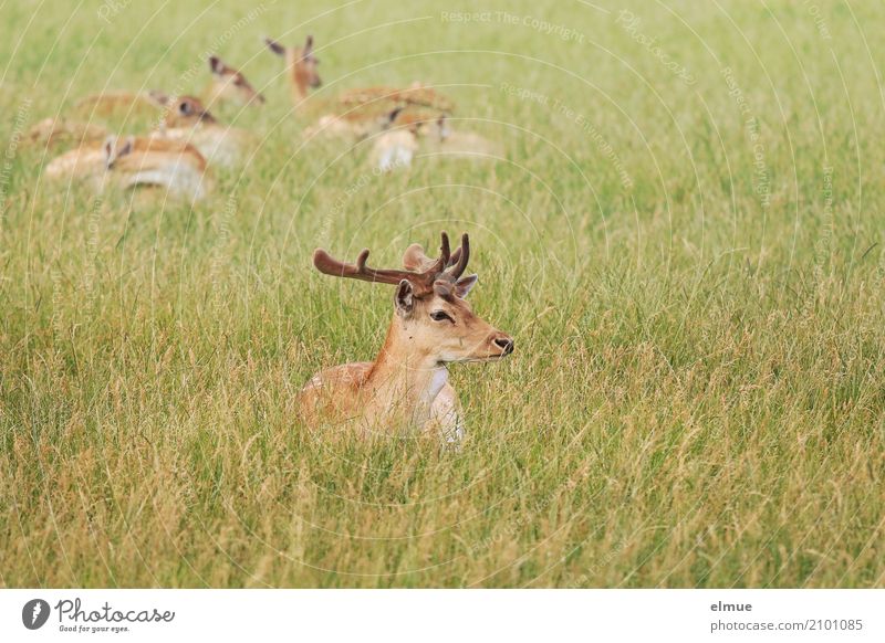top dog Nature Animal Meadow Wild animal Fallow deer roe deer Deer Vension Animal family Antlers Group of animals Observe Relaxation Lie Elegant Contentment