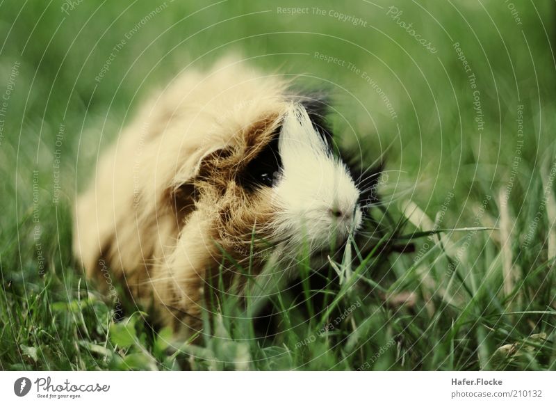 lawn mower Meadow Pet Pelt Guinea pig 1 Animal Discover To feed Sit Wait Cuddly Near Cute Exterior shot Neutral Background Contrast Blur Shallow depth of field