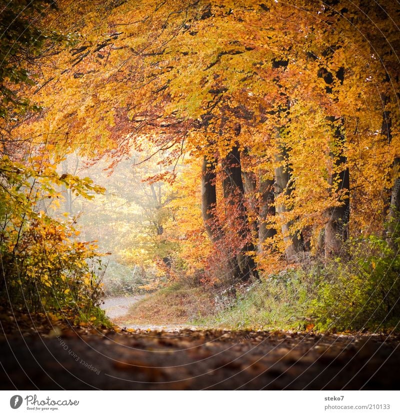 soon it will be colorful again Landscape Autumn Forest Fragrance Clean Warmth Brown Yellow Gold Lanes & trails Footpath Leaf canopy Deciduous forest
