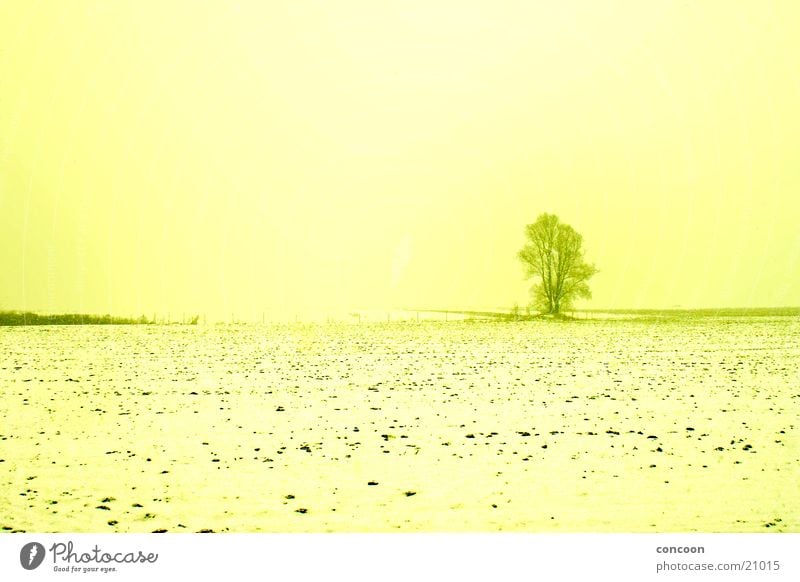 Say goodbye to winter Field Tree Individual Yellow Cold Winter Dresden Snow Sun