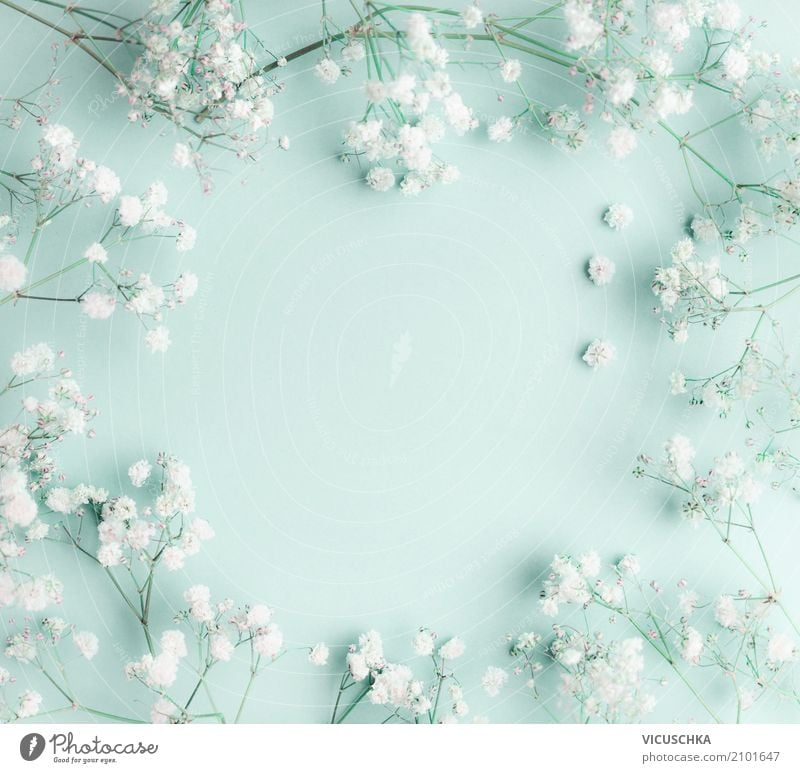 Floral turquoise blue background with white flowers - a Royalty Free Stock  Photo from Photocase