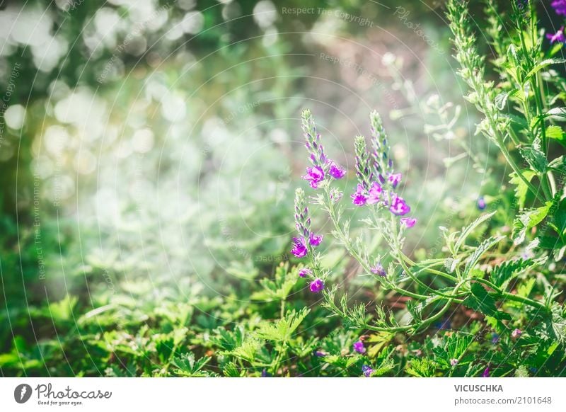 Green nature background with grass, flowers - a Royalty Free Stock Photo  from Photocase