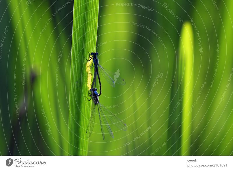 Two of you. Animal 2 Pair of animals Green Beginning Life Ease Nature Survive Dragonfly Dragonfly wings Propagation Common Reed Grass Insect Observe Discover